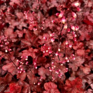 Heuchera hybridná (Heuchera hybrida) ´FIRE CHIEF´® výška: 20-30 cm, ∅ 20-30 cm, kont. C2L